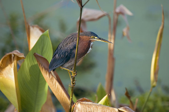 green heron