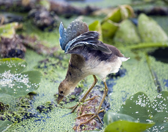 juvenile purple gallinule