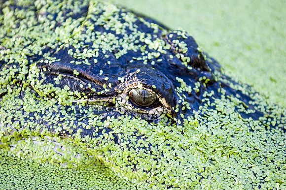 alligator in duckweed