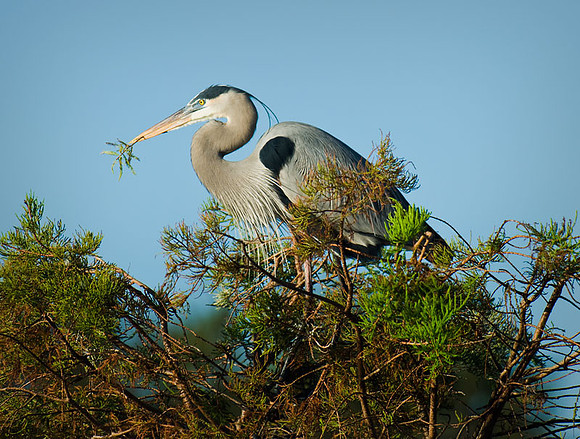 Great Blue Heron with a twig