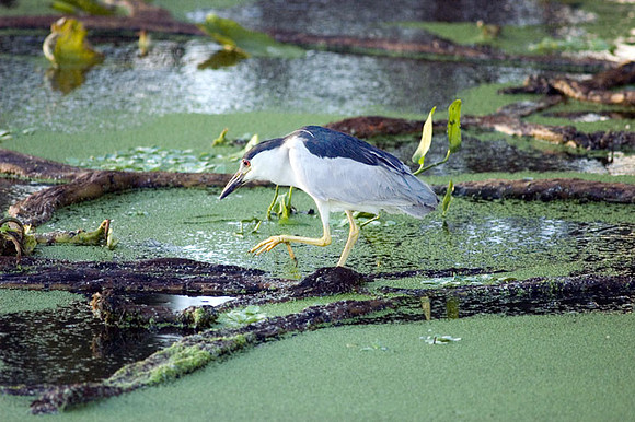 black crowned night heron