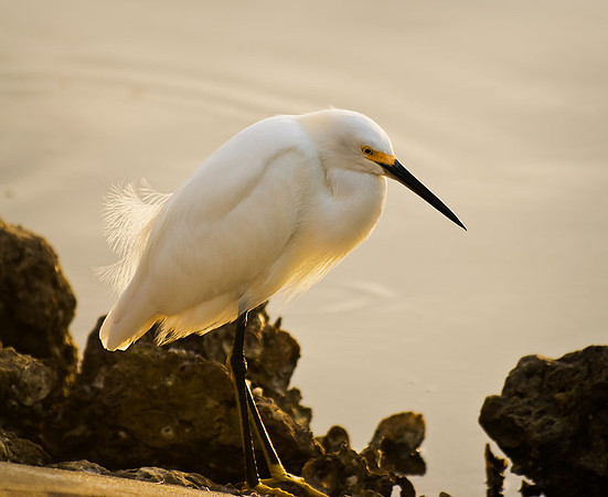 snowy egret