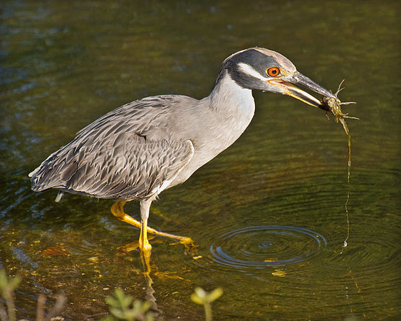 yellow crowned night heron