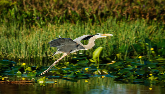 Great Blue heron flying