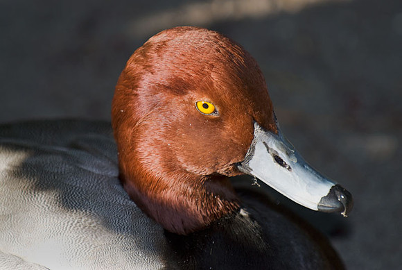 redhead duck
